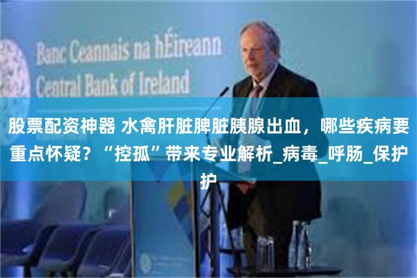 股票配资神器 水禽肝脏脾脏胰腺出血，哪些疾病要重点怀疑？“控孤”带来专业解析_病毒_呼肠_保护